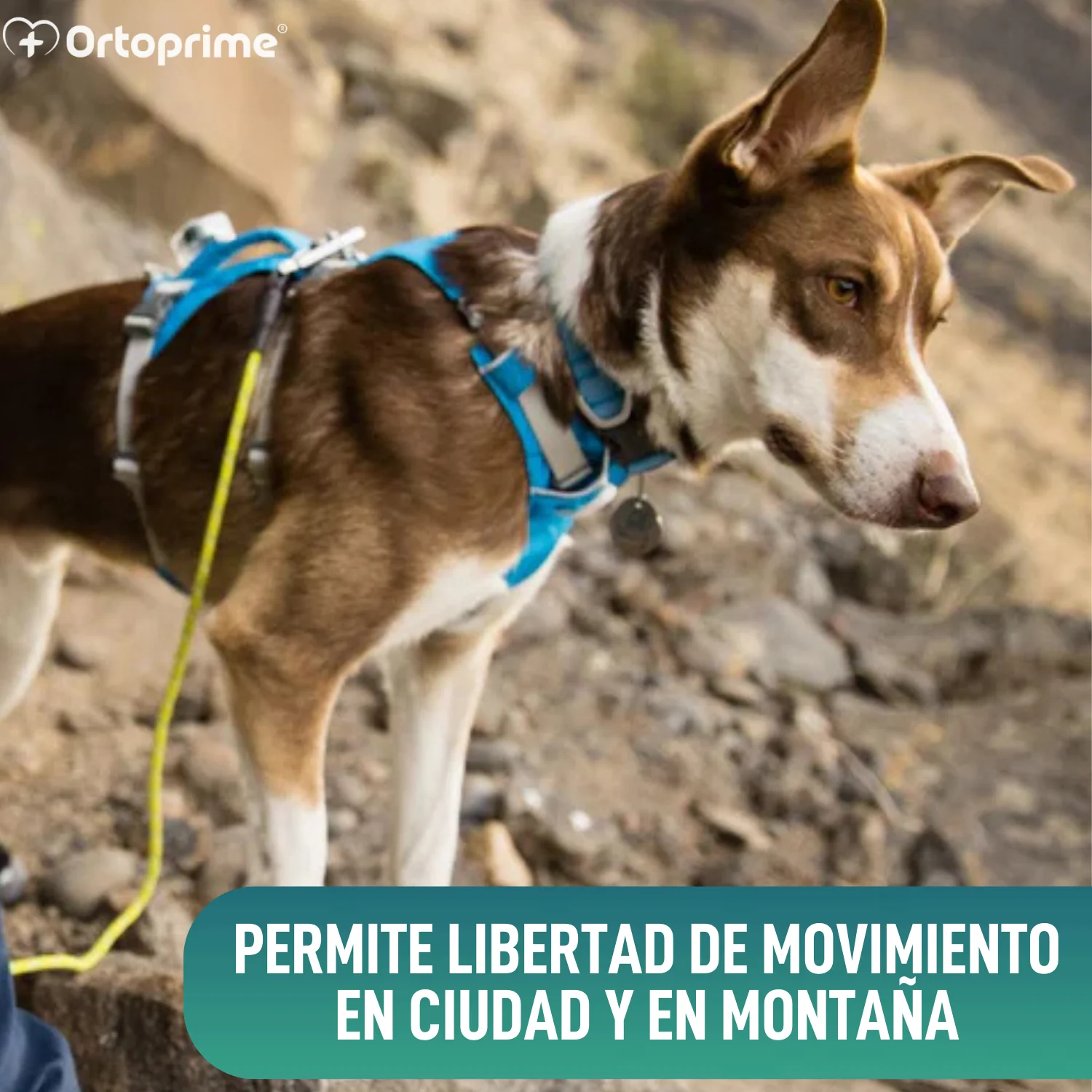 Imagen del producto 4