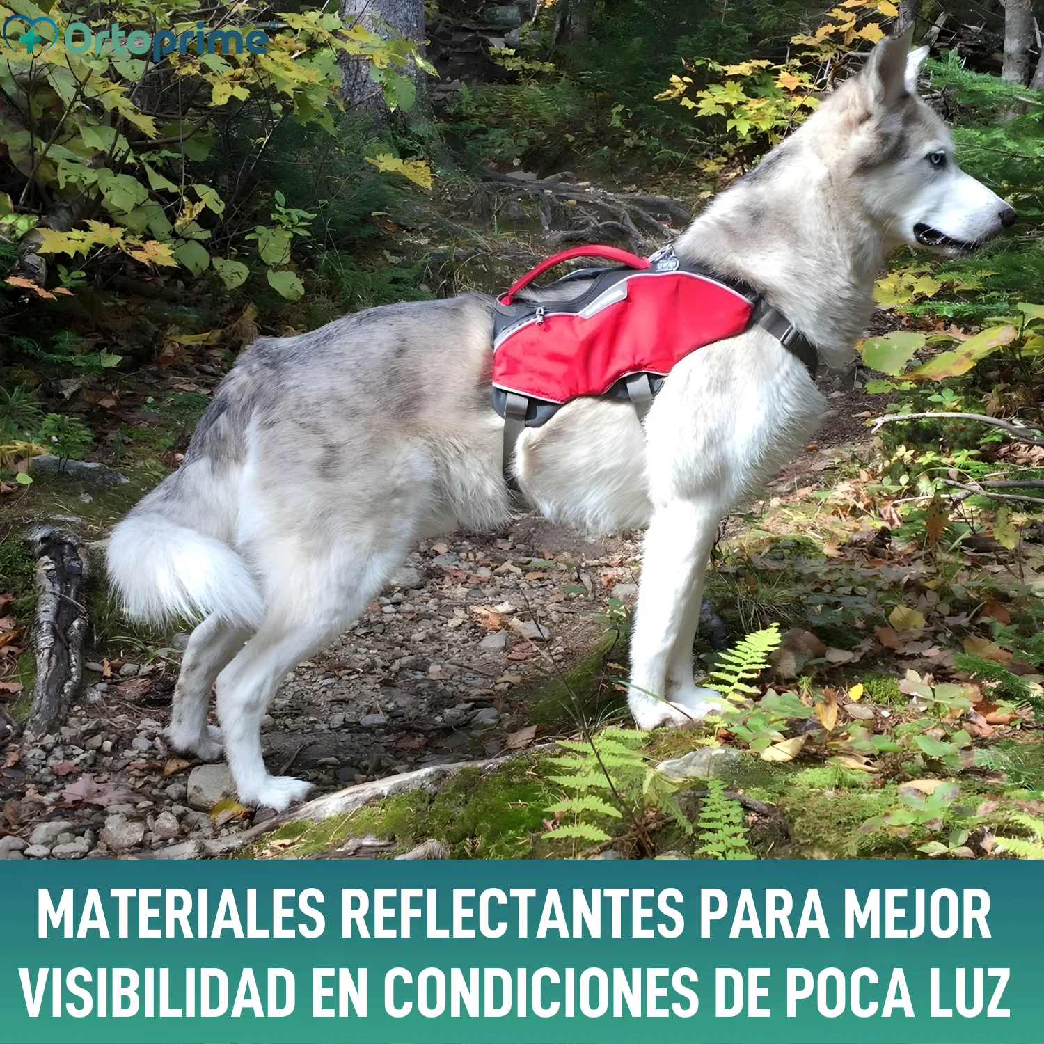 Imagen del producto 6