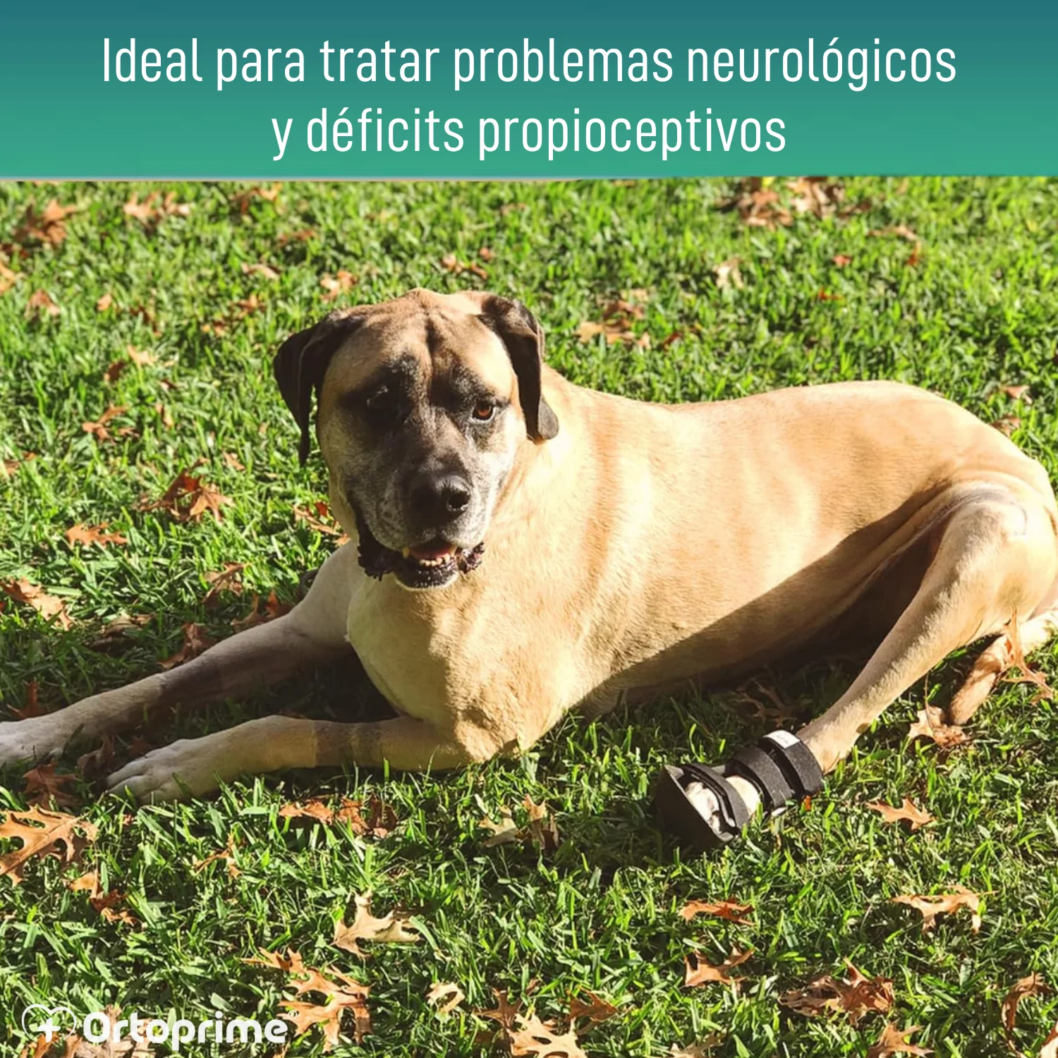 Imagen del producto 5