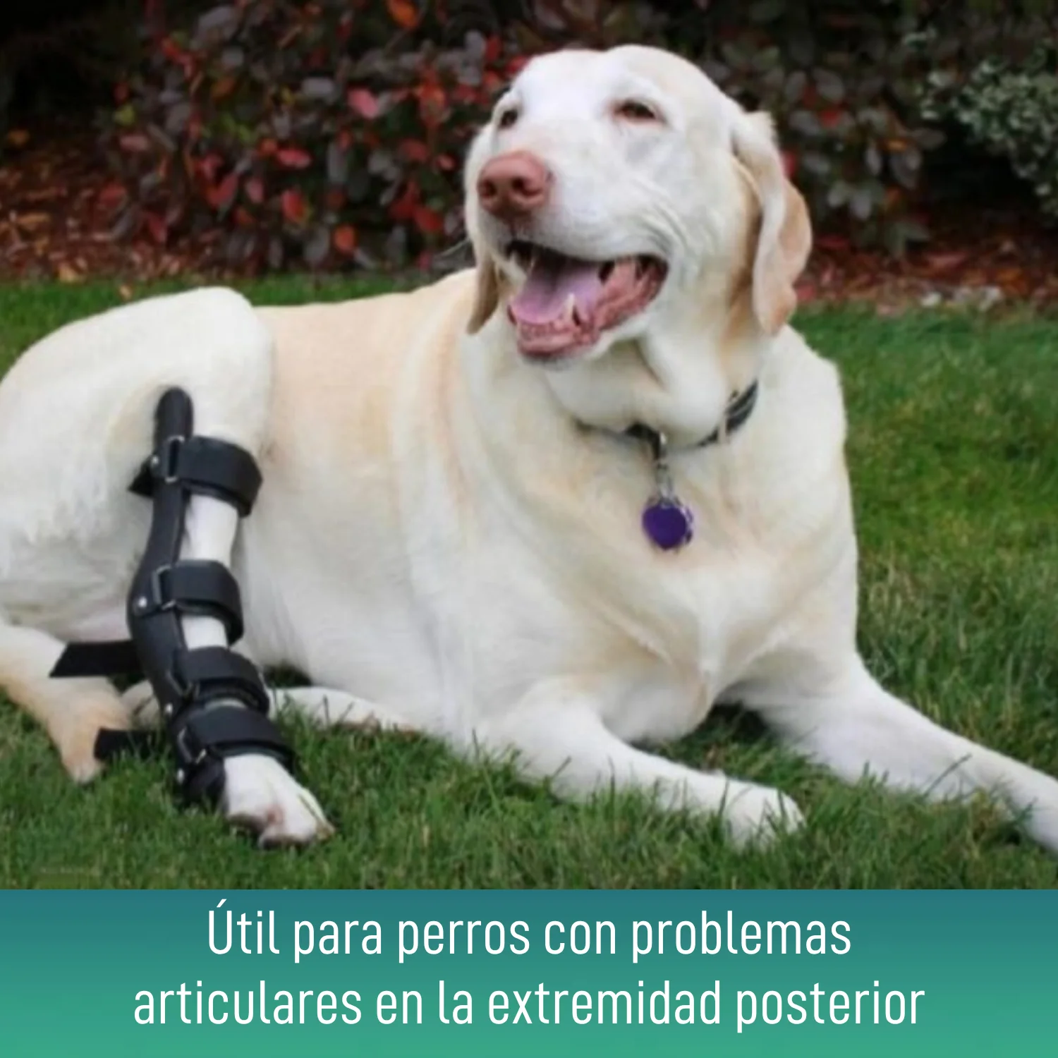 Imagen del producto 6