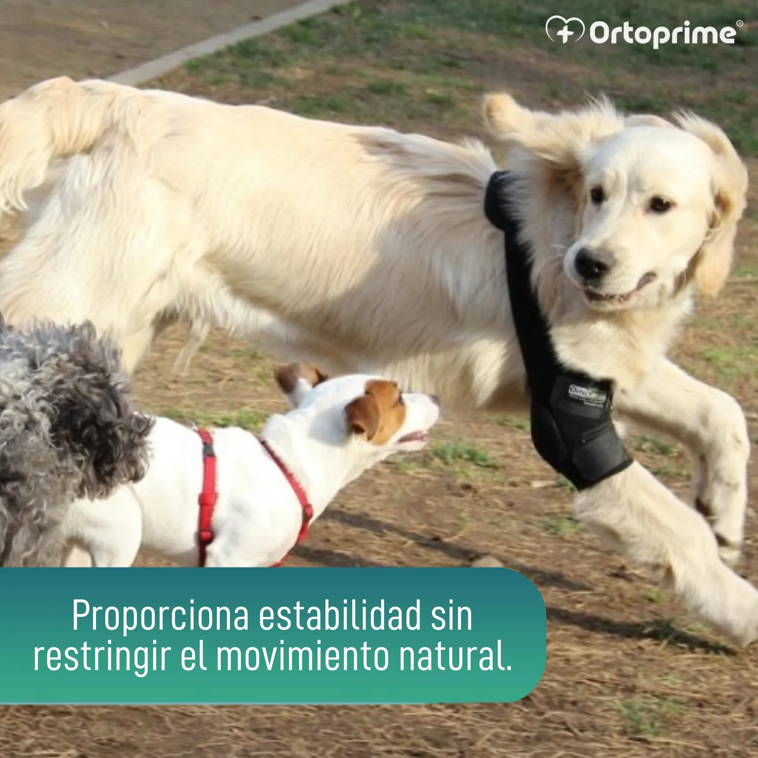 Imagen del producto 7
